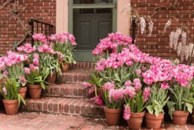 Springflowers