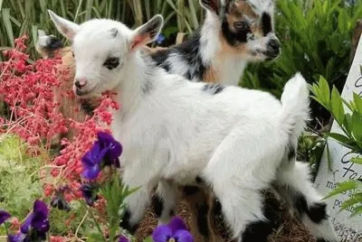 So cute