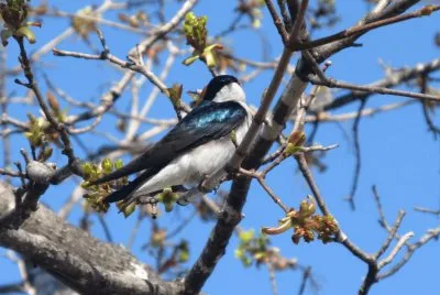 Field Swallow