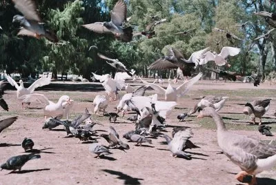 patos y palomas