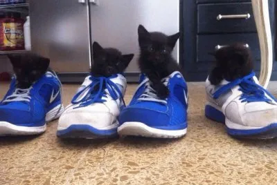 gatos