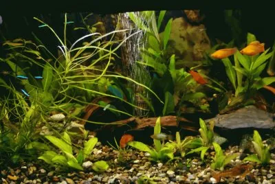 akvarij