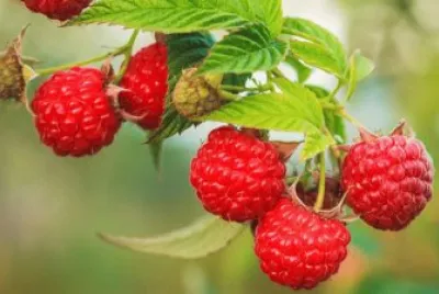 Raspberrys jigsaw puzzle