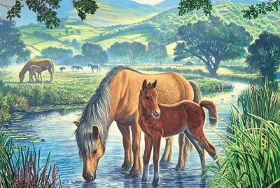 cavalos