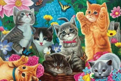 gatos