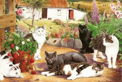 gatos