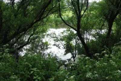 Through the bushes