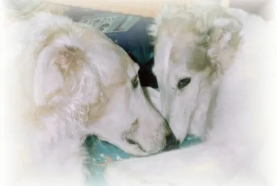 Amour...amour