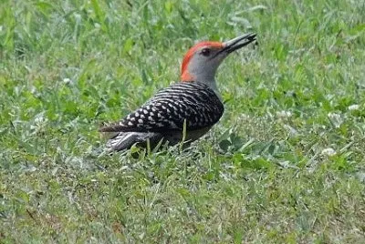 Red Bellied Woodpecker