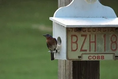 Eastern Bluebird