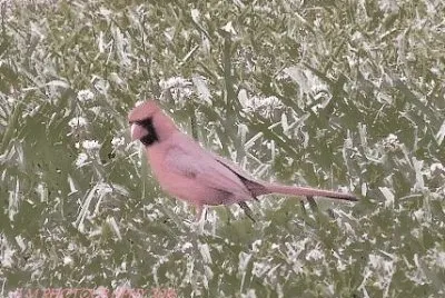 Cardinal
