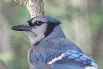Blue Jay