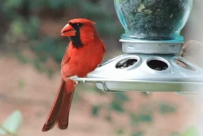 Cardinal