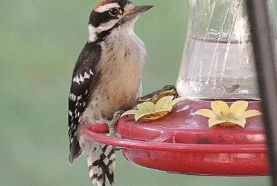 Downy Woodpecker