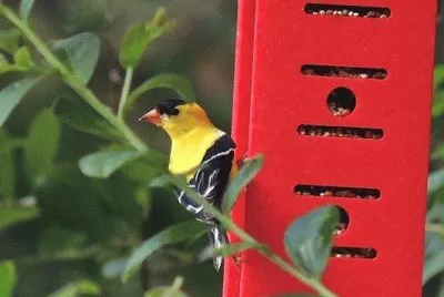 Goldfinch