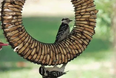 Downy Woodpeckers