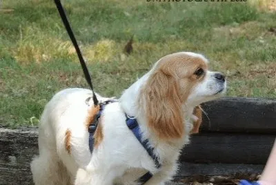Cavalier King Charles