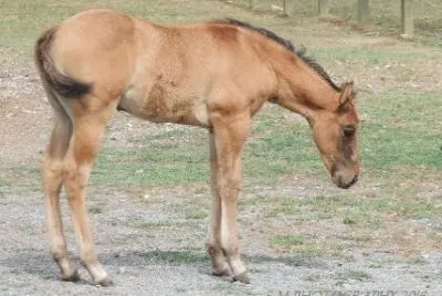 Filly