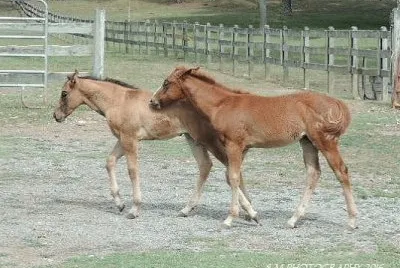 Fillies
