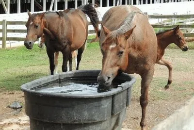 Mares
