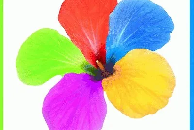 lily6