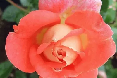 Rose jigsaw puzzle