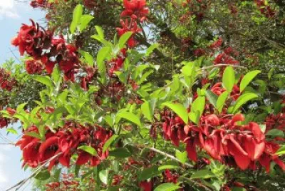 ceibo, flor nacional argentina