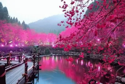 Pink view