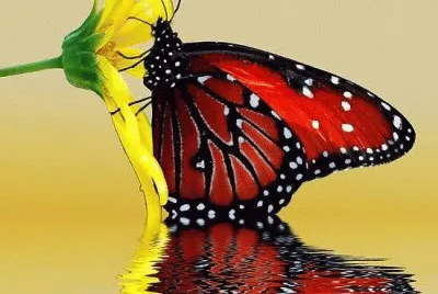 Butterfly on flower