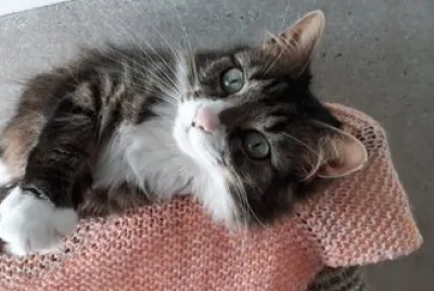 Kitty
