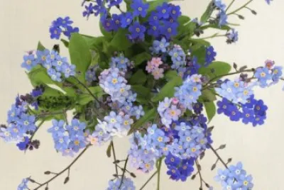 Forgetmenot