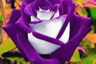 rosas1