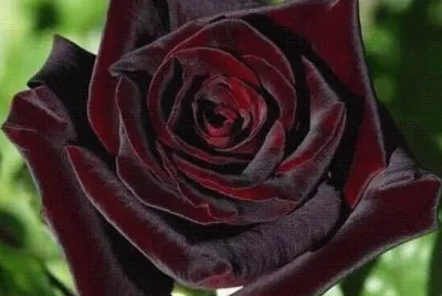 rosas9