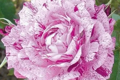 rosas13
