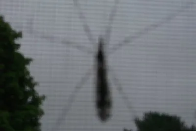 Big bug on the screen           LJ
