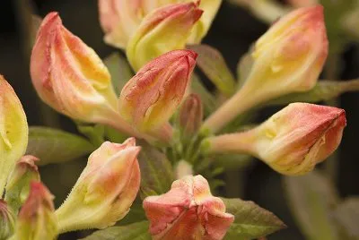 Rhododendron