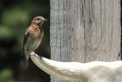 Eastern Blue Bird