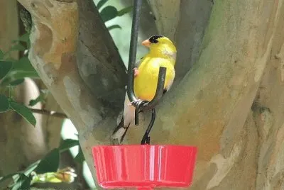 Goldfinch