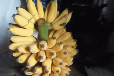 Cacho de Banana Prata  Madura