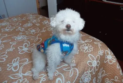 kiko com frio