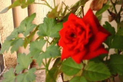rose my jigsaw puzzle