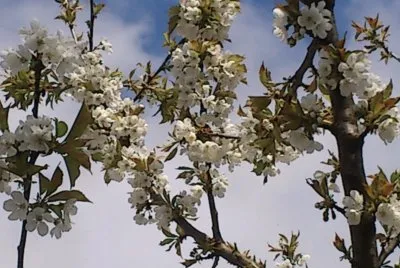 cerisier en fleurs