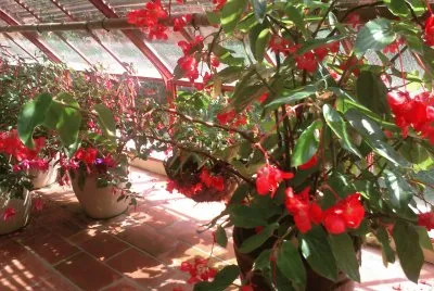fleurs rouges