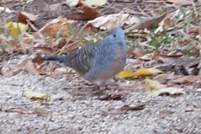petit oiseau des iles