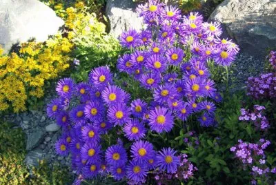 Rock Garden with Aster Alpine Flowers-Alaska