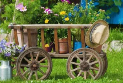 Summer flowers