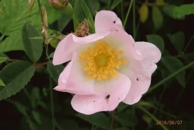 fleurs