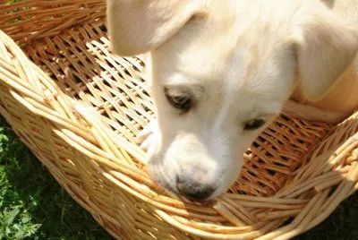 amoremio