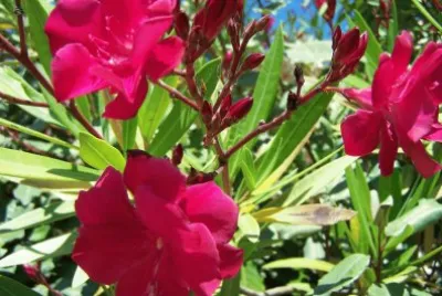 Lauriers rouges