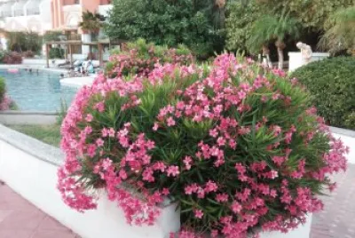 flores